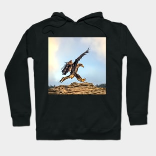 Juvenile Bald Eagle practicing its landing skills. Hoodie